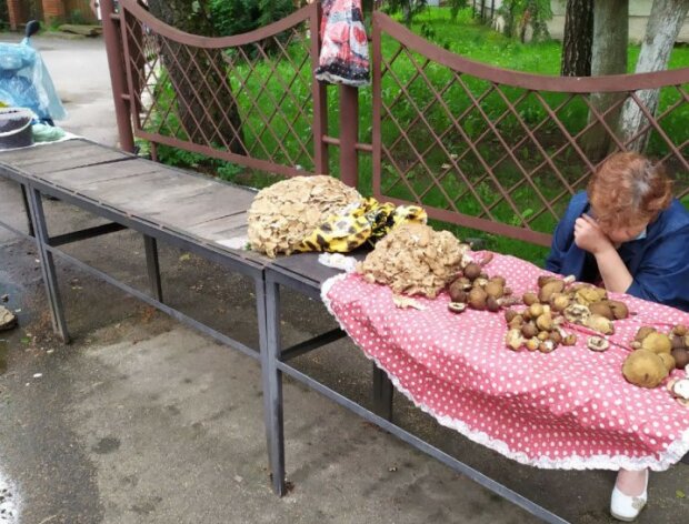 Под Львовом нашли гриб "из Чернобыля" - гигантище, хватит на всю семью