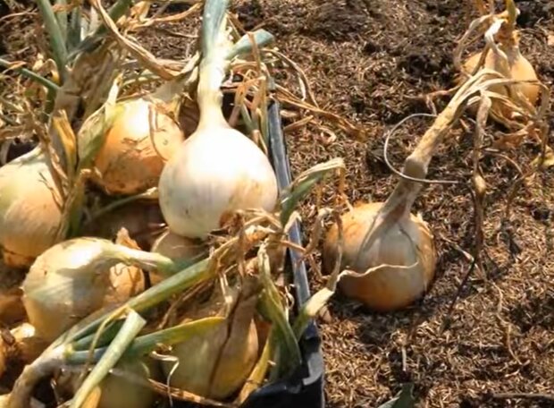 Выращивание лука, кадр из видео