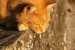 Закривавлений двір і 15 жертв: божевільний шкуродер кидався з вікна котами