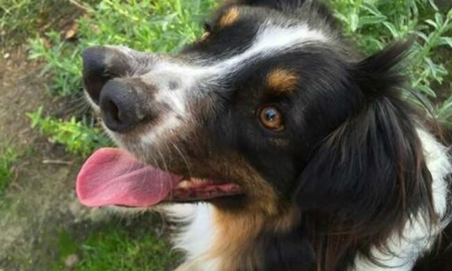 Интернет покорил пес с двумя носами 