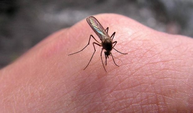 Чемпион мира по ловле комаров поймал 135 насекомых