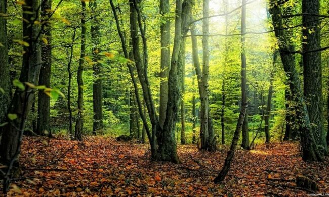 Конкурс на главу Держлісагентства показав, що країна почала боротися з корупцією й кумівством, – експерт