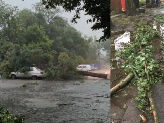 Буревій на Закарпатті повалив дерева