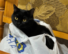 Котик, фото: Знай.ua