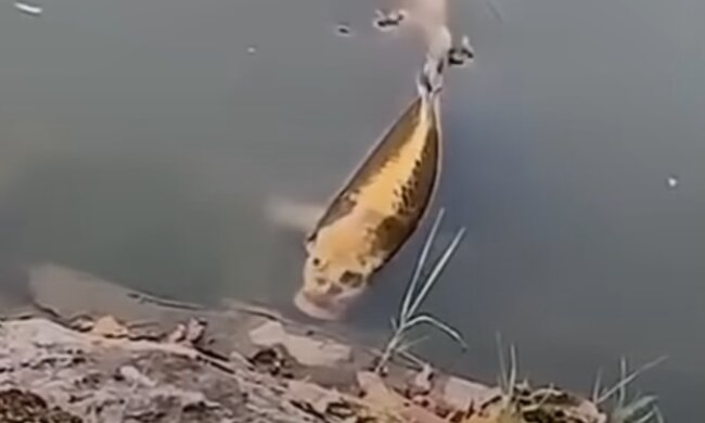 Риба з людським обличчям, скріншот: Youtube