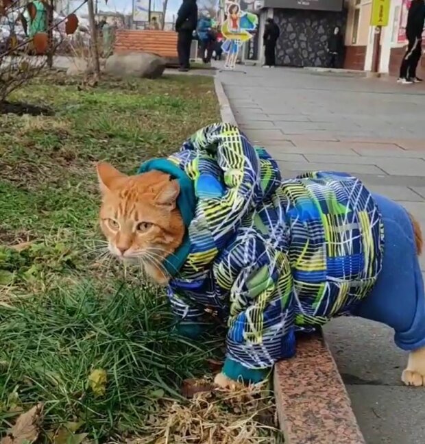 Житомирский котик Микки, скриншот: Instagram