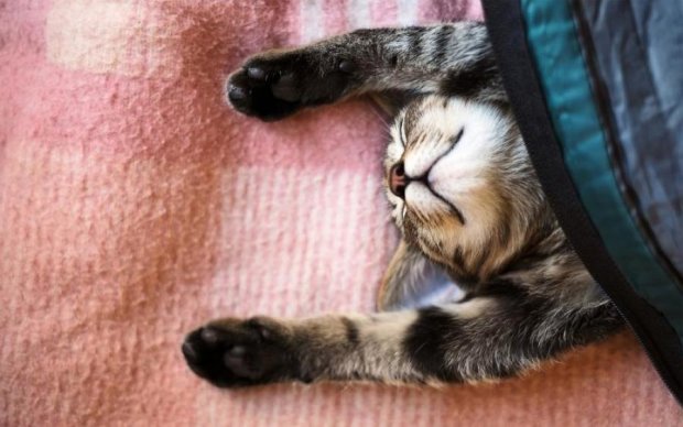 Тренируйтесь на кошках: как расслабиться после тяжелого понедельника
