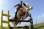 У Новій Зеландії юна красуня осідлала корову