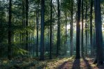 Лес. Фото Факты обо всем на свете