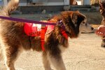 Тесты не нужны — ученые научили собак распознавать коронавирусных больных