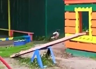 В Харькове ворона-спортсменка обкатала качели вместо детей