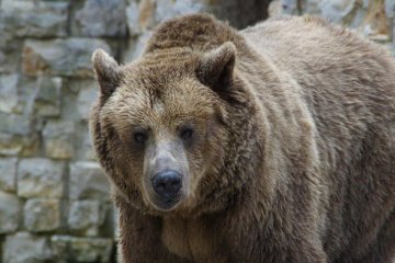 В России медведь убил мужчину 