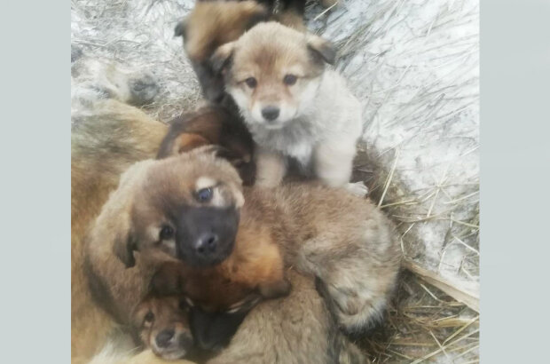 Людям варто б повчитися: цуценята кілька днів зігрівали собою загиблу від холоду матір