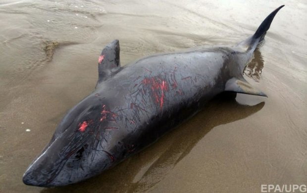 В Японії на берег викинулись 150 дельфінів