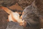 Кішка стала мамою для маленьких білченят: вигодувала і виходила дитинчат