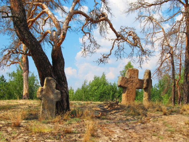 10 найстаріших дерев в Україні