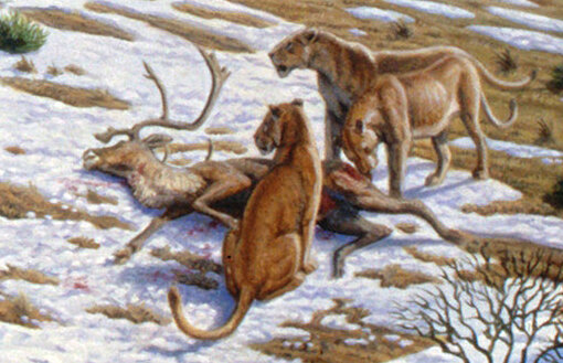Древние пещерные львы Евразии оказались самостоятельным видом