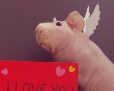 Instagram покорила лысая морская свинка Людвик
