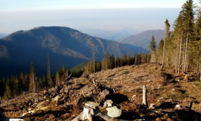 У мережі показали, куди зникає український ліс: епічне відео
