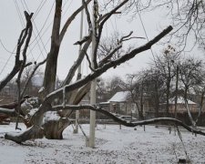 Запорожці рятують 700-річний дуб (фото)