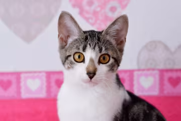 кошка, фото pxhere