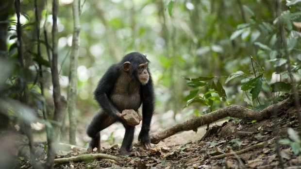 Шимпанзе верят в Бога: ученые засняли невероятный ритуал