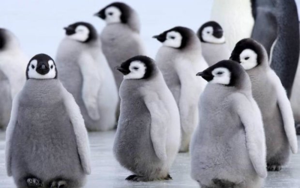 Канадські морози шокували навіть пінгвінів