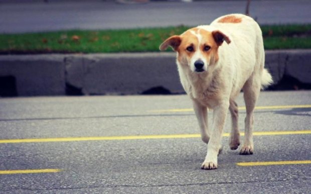 Собака спровокував моторошну аварію у Києві