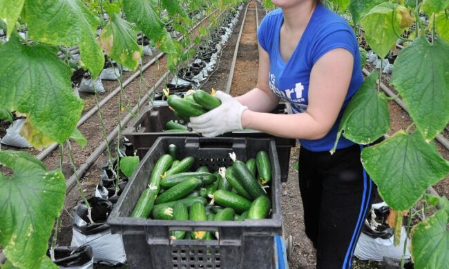 Работа в теплице, скриншот