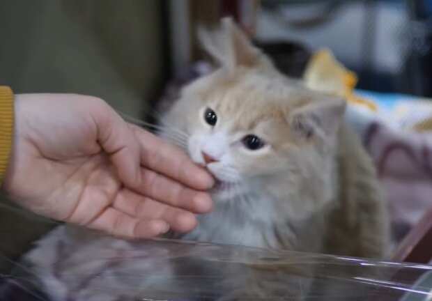 Скрин, видео YouTube кошка