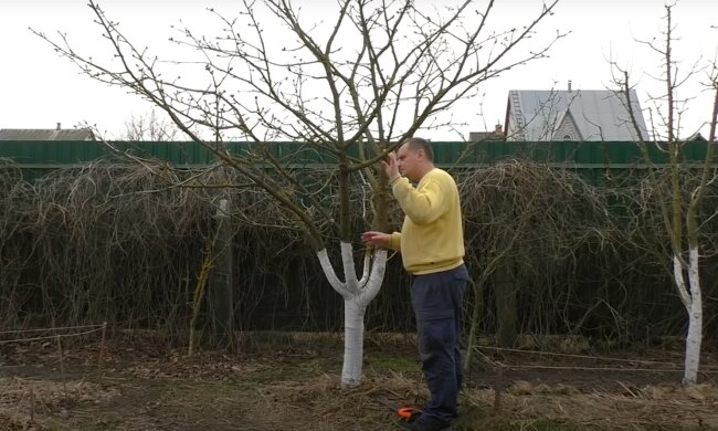 Обрізка дерева, скріншот: Youtube