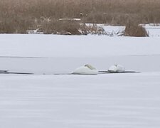 Лебеді в замерзлій водоймі, фото: Facebook