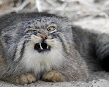 "Манул убил трех человек и спас свою хозяйку": существует ли суперкот?