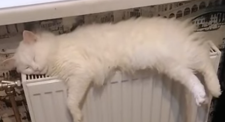Кот на батарее. Фото: скрин youtube