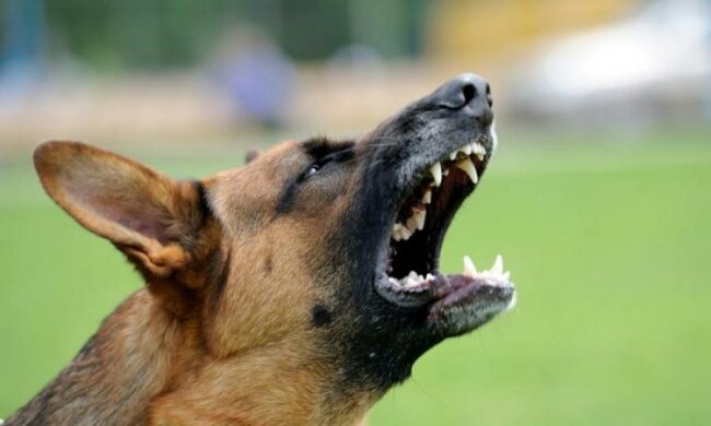 Огромный пес едва не разорвал 4-летнего малыша: киевлянин "перепутал" команды