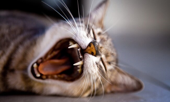 кішка, фото pxhere