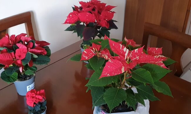 Комнатное растение Пуансеттия изображение