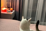 Червоне вино, котик, фото: Знай.ua
