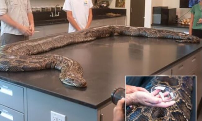 Вчені спіймали і вбили найбільшу змію, яку вони коли-небудь бачили
