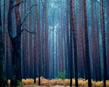 Погода в Україні, фото: Показуха