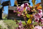 Сакура, фото: Музей народної архітектури і побуту