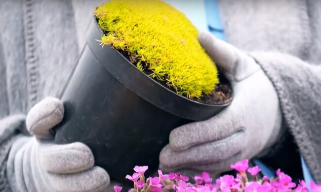 цветы в горшке, скриншот из видео