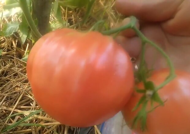 Вирощування помідорів, кадр з відео