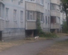 У Харкові собаку вигулюють прямо з вікна (фото)