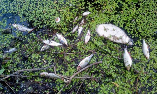 В столичном озере всплыла мертвая рыба