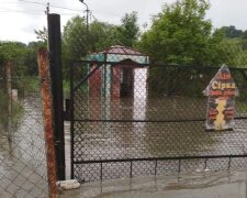 Во Франковском большая вода затопила собачий приют - несчастные плавают в воде и боятся оставить вольеры