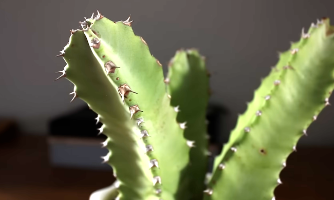 марокканський молочай