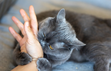 Котик, укус, кадр из видео