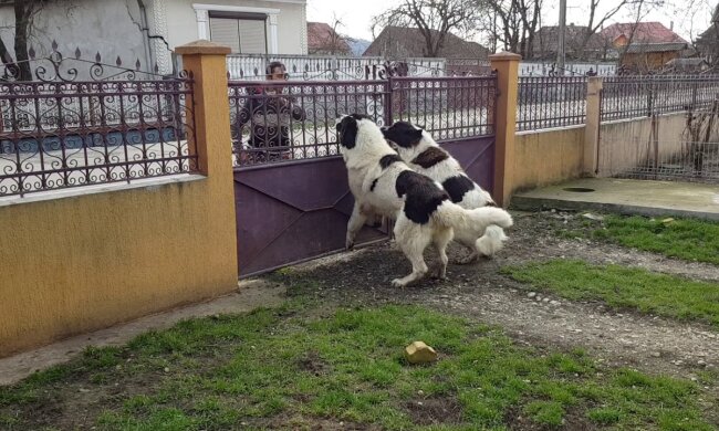 Буковинців просять відмовитися від новорічної забави заради чотирилапих: "У Барсика буде інфаркт!"