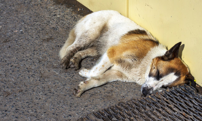 Закарпатський шкуродер по-звірячому мордував тварин: змушував їсти трупів